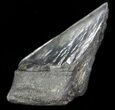 Partial Fossil Megalodon Tooth - Serrated Blade #88650-1